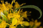 Ouachita Mountain goldenrod